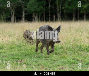 wild boar sow leading her family out of the forest Stock Photo