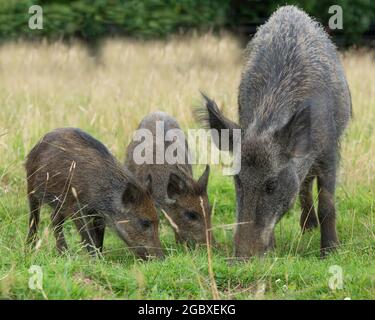 wild boar sow and piglets foraging Stock Photo