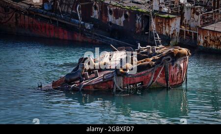 A group of sea wolfs or south american sea lions resting on the front part of a a partially sinked old fishing ship in Mar del Plata port Stock Photo