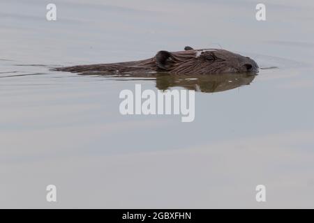 beaver swimming Stock Photo