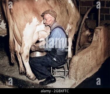 1930s 1940s ELDERLY FARMER IN OVERALLS MILKING GUERNSEY COW - d653c HAR001 HARS OVERALLS CARING FARMING INGREDIENTS SERENITY GUERNSEY SENIOR MAN SENIOR ADULT MIDDLE-AGED AGRICULTURE MIDDLE-AGED MAN RELEASES CATTLE MAMMALS NOURISH CHORE CUSTOMER SERVICE PAIL MILKING NUTRITION COWS PAILS OCCUPATIONS ZOOLOGY INGREDIENT NOURISHMENT UDDER NUTRITIOUS MILK PAIL MAMMAL MILK PAILS MILKING PAIL MILKING PAILS TOGETHERNESS CAUCASIAN ETHNICITY HAR001 LIVESTOCK OLD FASHIONED Stock Photo