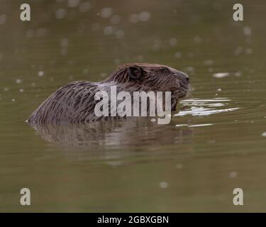 European Beaver (Castor Fiber) Stock Photo