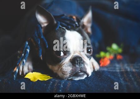 Autumn portrait of a sleepy Boston Terrier dog, wrapped at home in a warm cozy blanket. The concept of comfort and warmth. Fall relax. Stock Photo