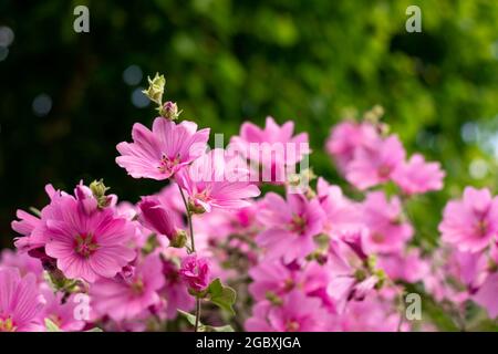 Lavatera clementii Rosea tree mallow or hollyhock flowers with copy space for text. Bright pink alcea rosea flower. Selective focus  Stock Photo