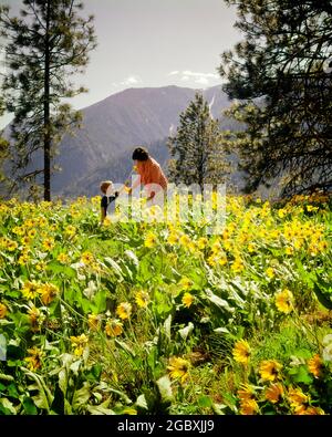 1970s WOMAN AND BOY PICKING ARROWLEAF BALSAMROOT Balsamorhiza sagittata YELLOW FLOWERS CASCADE MOUNTAINS NEAR LEAVENWORTH WA USA - kj8839 CPE001 HARS FEMALES RURAL NATURE COPY SPACE HALF-LENGTH LADIES PERSONS MALES HAPPINESS WELLNESS DISCOVERY AND NEAR GROWTH JUVENILES MOMS SPRINGTIME TOGETHERNESS WILDFLOWERS CASCADE CAUCASIAN ETHNICITY OLD FASHIONED WA Stock Photo