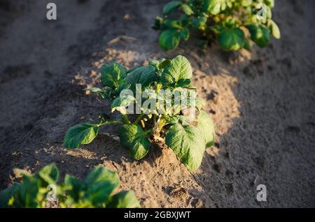 A row of young shoots of potato bushes. Potatoes plants on the field. Agribusiness organic farming. Landscape with agricultural land. Vegetable rows. Stock Photo