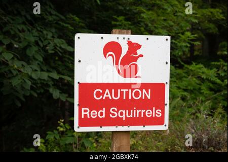 Isolated sign Caution Red Squirrels in red and white with squirrel icon. Blurred woodland background. Stock Photo