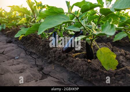 Dark ripe eggplants fruits hang from the bush. Agriculture, farm. Organic vegetables on the farm. Food production. Solanum melongena L. Agroindustry a Stock Photo