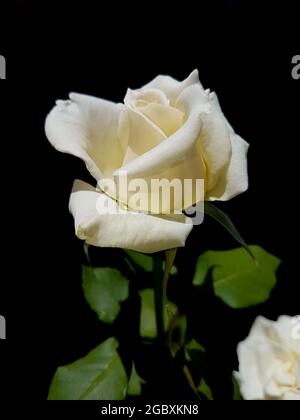 beautiful white rose on black background Stock Photo