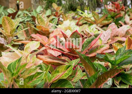 Red Aglaonema the colorful foliage houseplant variegated leaves Stock Photo