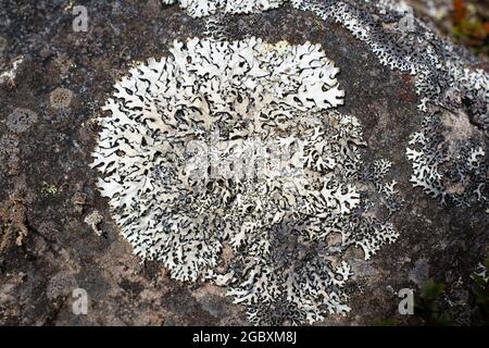 Lichen on a stone, Páramo de Chingaza, Colombia. Stock Photo