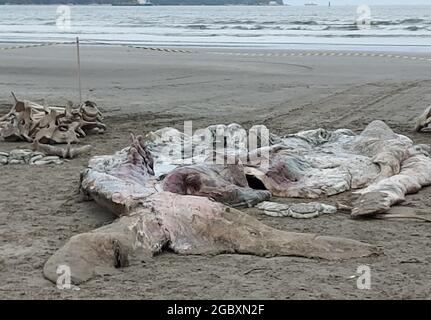 Santos, Sao Paulo, Brazil. 5th Aug, 2021. (INT) Humpback whale appears dead on Gonzaga beach, in Santos. August 5, 2021, Santos, Brazil: Juvenile humpback whale appears dead in the surf on Gonzaga beach, near channel 3 in Santos, south coast of Sao Paulo, on Thursday (5). The animal was already in an advanced state of decomposition. In the afternoon, a team from the Gremar Institute was collecting material for analysis. (Credit Image: © Luigi Bongiovanni/TheNEWS2 via ZUMA Press Wire) Credit: ZUMA Press, Inc./Alamy Live News Stock Photo