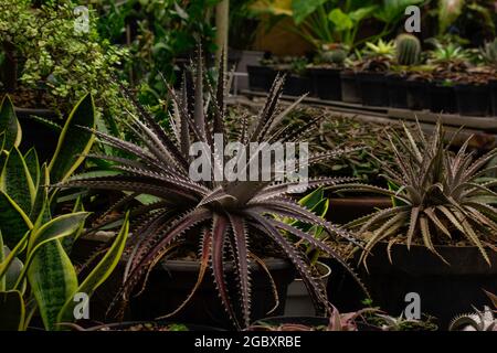 Cactus plants in pots Stock Photo