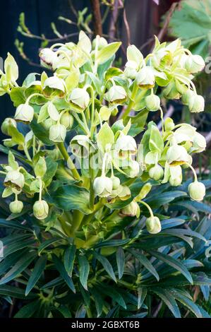 Flower cluster of Hellebore foetidus also called Stinking helleborus has small green flowers with a deep purple red edge to them a evergreen perennial Stock Photo