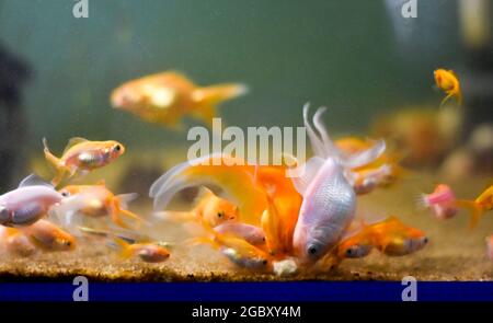 Small oranda sales