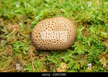 Common Earthball (Scleroderma citrinum) Stock Photo