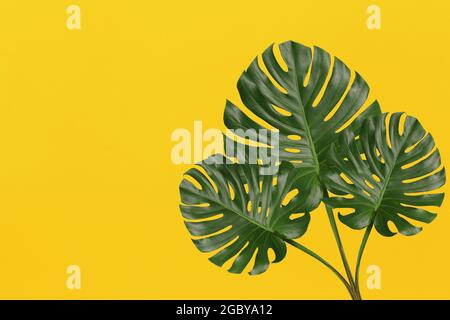 Green monstera leaves on yellow art paper background and have copy space for design in your work. Stock Photo