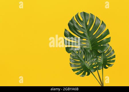 Green monstera leaves on yellow art paper background and have copy space for design in your work. Stock Photo