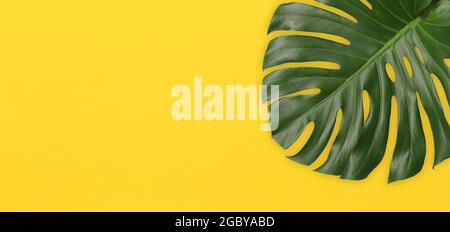 Green monstera leaves on yellow art paper background and have copy space for design in your work. Stock Photo