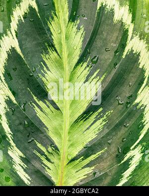 Close up of large leaf with various shades of green forms background Stock Photo