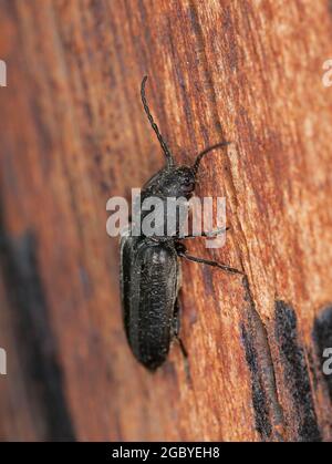 Black spruce borer, Asemum striatum on wood