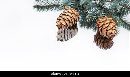 Pine cones and  branches of blue spruce with reflection on the white background. Stock Photo