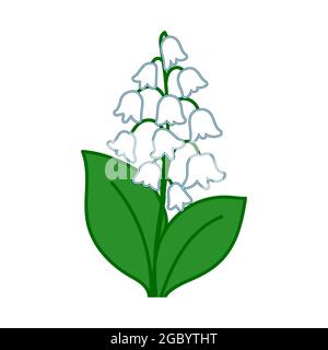 May lily, lily of the valley, spring flowers with leaves, white flower. Hand drawn botanical vector illustration isolated on white Stock Vector