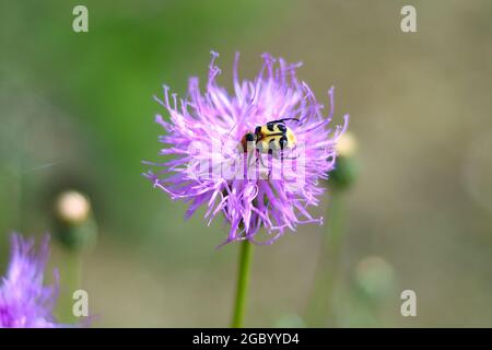 Trichius fasciatus, the Eurasian bee beetle, on klasea centauroides flower Stock Photo