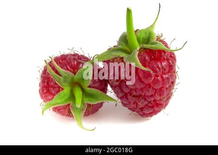 Two raspberries isolated on white background close-up. Stock Photo