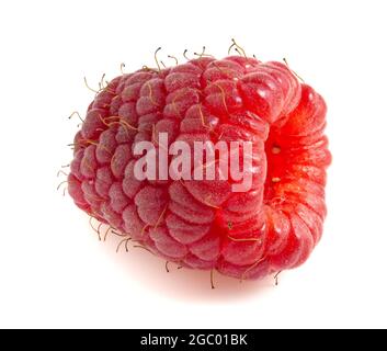 Ripe raspberry berry close-up isolated on white background. Stock Photo