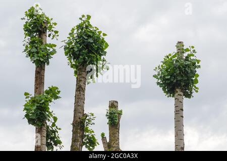 Trees with cropped tops against overcast skies. Poplar and birch trunks with new green branches. Trimming city trees. New life. Stock Photo