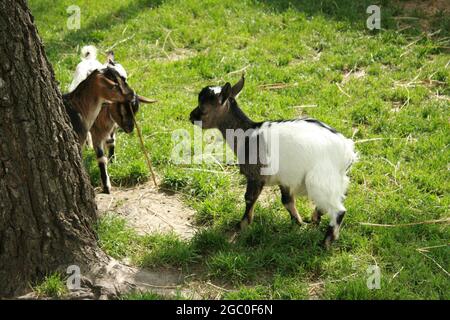Little goats playing on farm Stock Photo