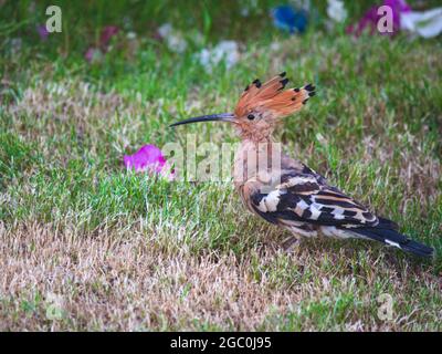 Egyptian Upupa epops  bird on a lawn Stock Photo