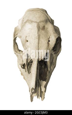 Old animal skull front view, isolated on white background Stock Photo