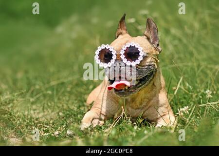 Funny pug dog wearing sunglasses in a low rider car on Craiyon