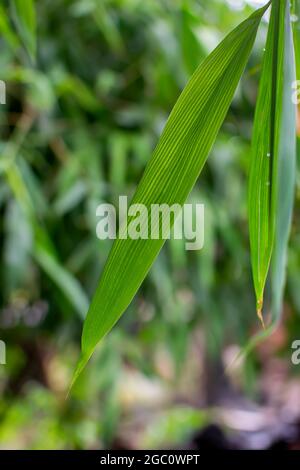 Bamboo leaf with selective focus and green bamboo leaves background. Stock Photo
