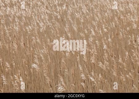 Field of dry grass blowing in the wind on the Norfolk coast Stock Photo