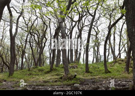 Interesting trees with thin spindle curvy trunks in the Yorkshire Dales England Stock Photo
