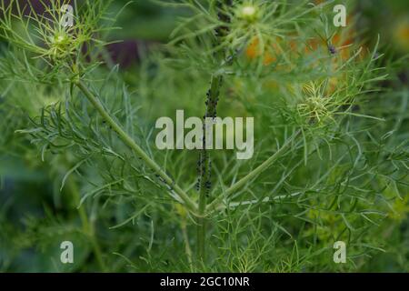 Infestation of blackflies seen on the main stem of a cosmos plant in the garden in summer. Stock Photo