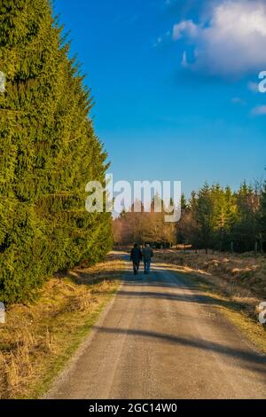Picturesque view of two people walking on a path in the forest park Reinhardswald on a sunny winter day with a blue sky. This woodland area is in the... Stock Photo