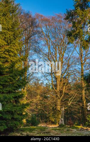 Lovely view of conifers and trees without leaves at a forest clearing in the forest park Reinhardswald on a sunny winter day with a blue sky. This... Stock Photo