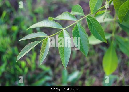 Green leaves of the wallnut tree in summer park. Stock Photo