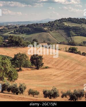 harvested wheat fields, olive groves, vineyards and woods on the hills of the Pesaro and Urbino province, Marche, Italy. Stock Photo