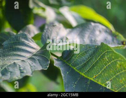 Green leaves of the wallnut tree in summer park. Stock Photo