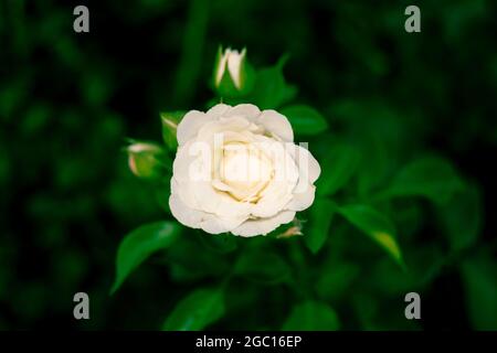 A Single cream color Rose blossom isolated on dark background. Top view. Space for text Stock Photo