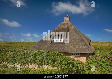 thatched roof house, Frisian house in Hoernum, Germany, Schleswig-Holstein, Sylt, Hoernum Stock Photo