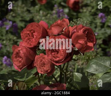 ornamental rose (Rosa spec.), red roses in the garden Stock Photo