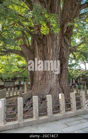 maidenhair tree, Ginkgo Tree, Gingko Tree, Ginko Tree (Ginkgo biloba), at Hida Konkubun-ji temple, Japan Stock Photo