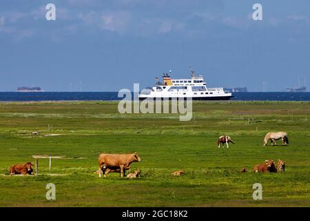 cows and horses in a meadow, North Sea with ferry in the background, Hallig Hooge, Germany, Schleswig-Holstein, Northern Frisia, North Sea Stock Photo