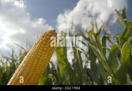 Indian corn, maize (Zea mays), maize-field in worm-eye view, maize-cob in the foreground, Germany Stock Photo